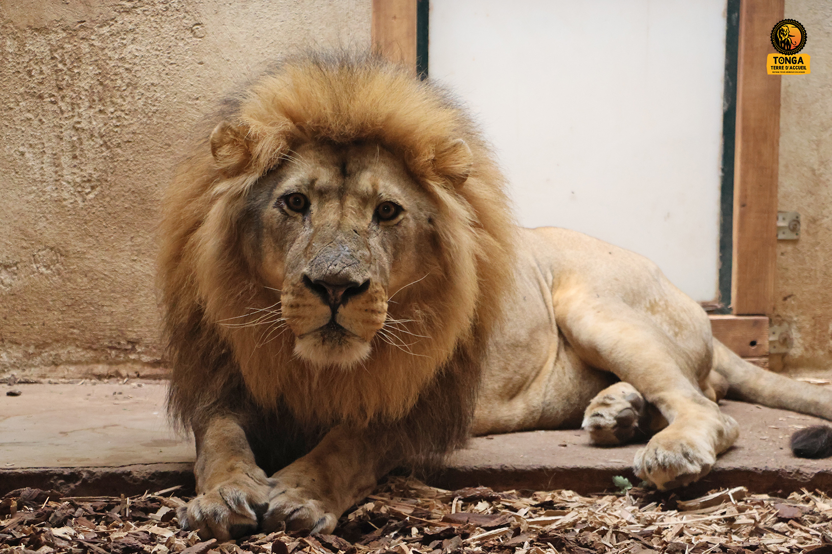lion