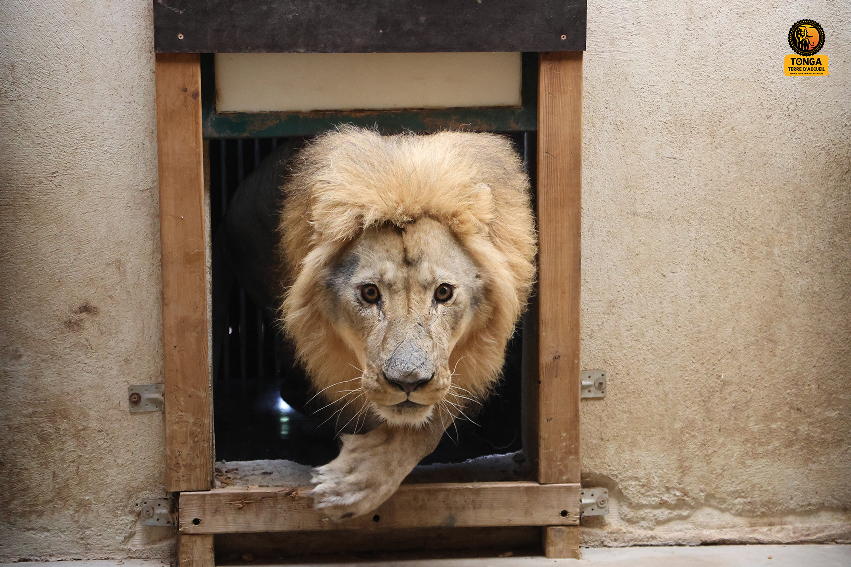 lion