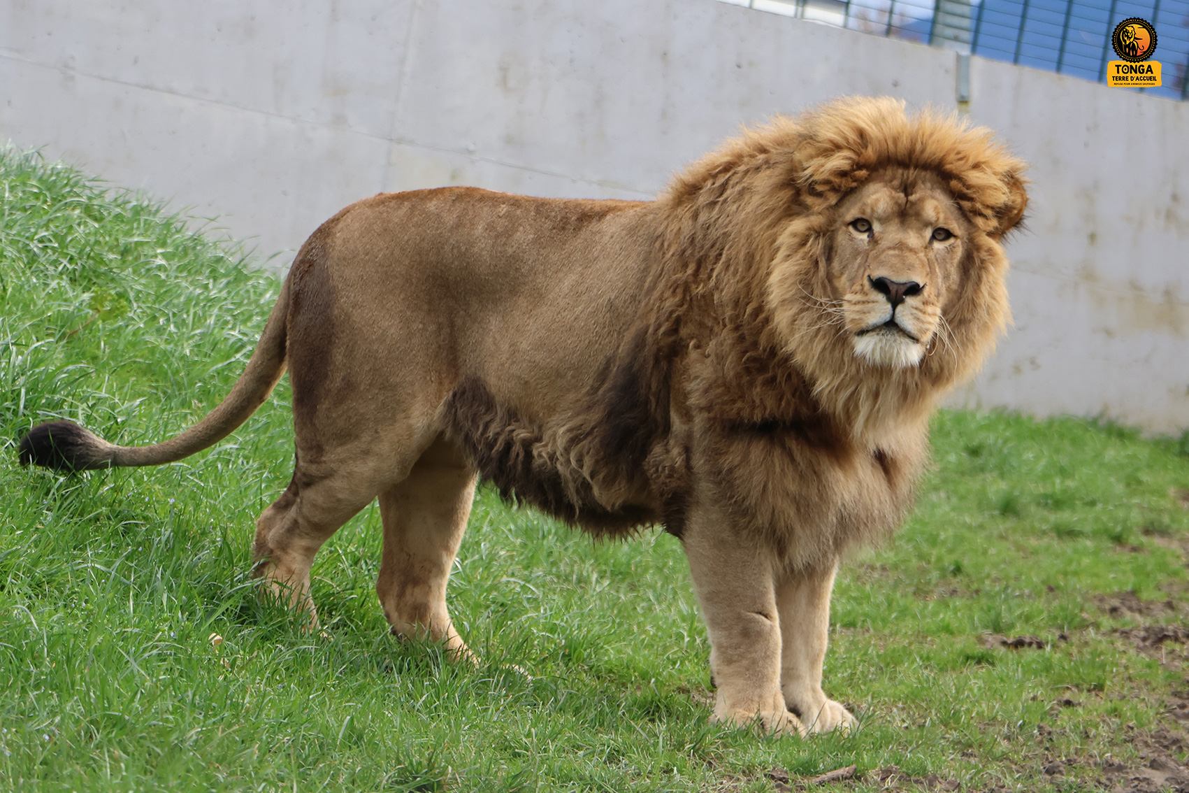 lion