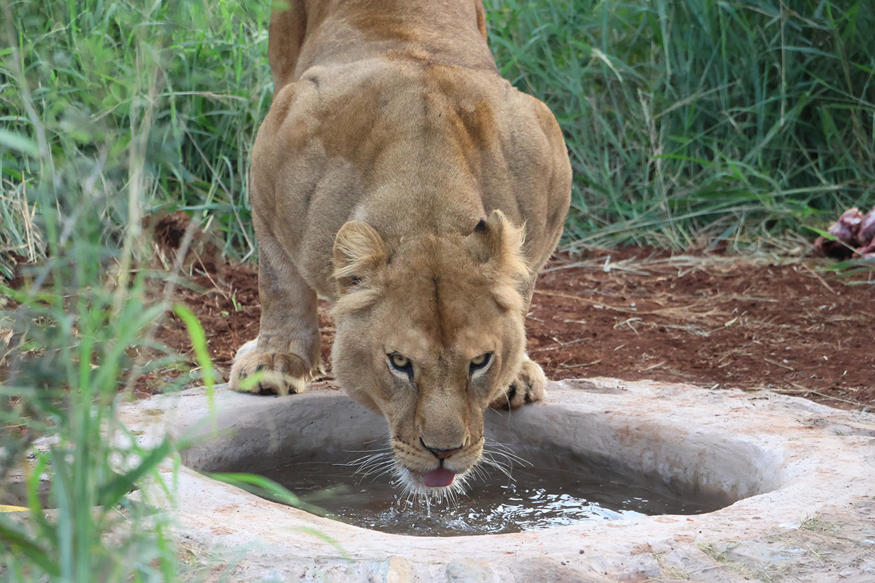 Roar Project