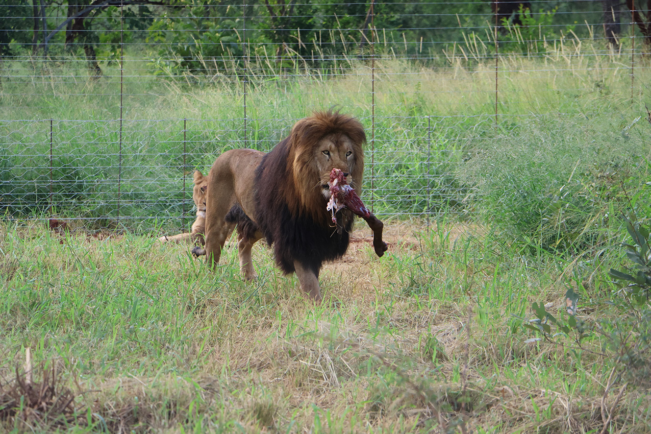 lion cirque