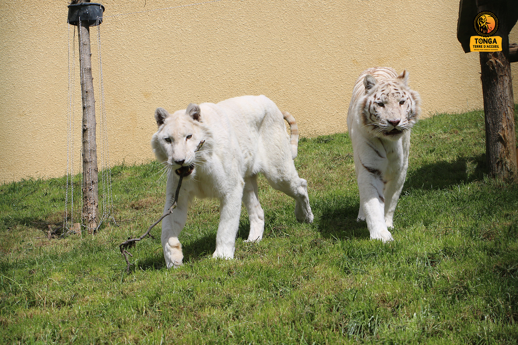 lion