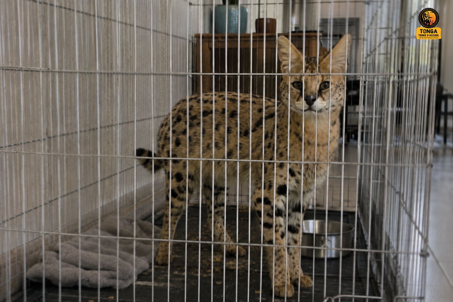 serval